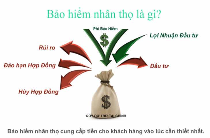 bao hiem nhan tho la gi
