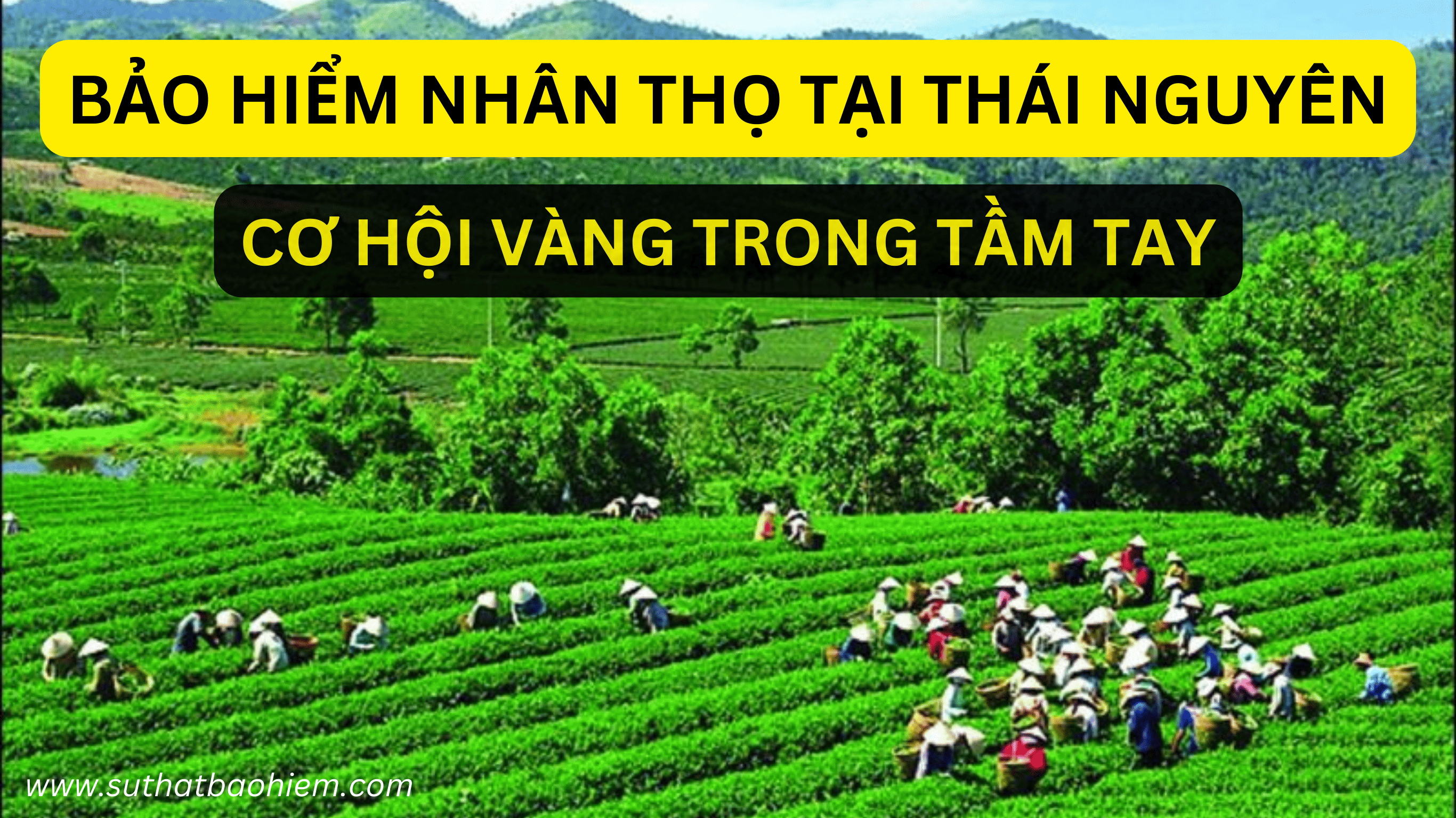 BAO HIEM NHAN THO TAI BAC KAN 3